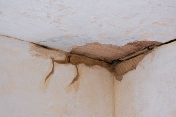 Best Mold removal after water damage  in Rockwood, TN