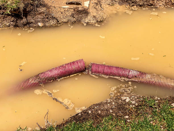 Best Carpet water damage restoration  in Rockwood, TN